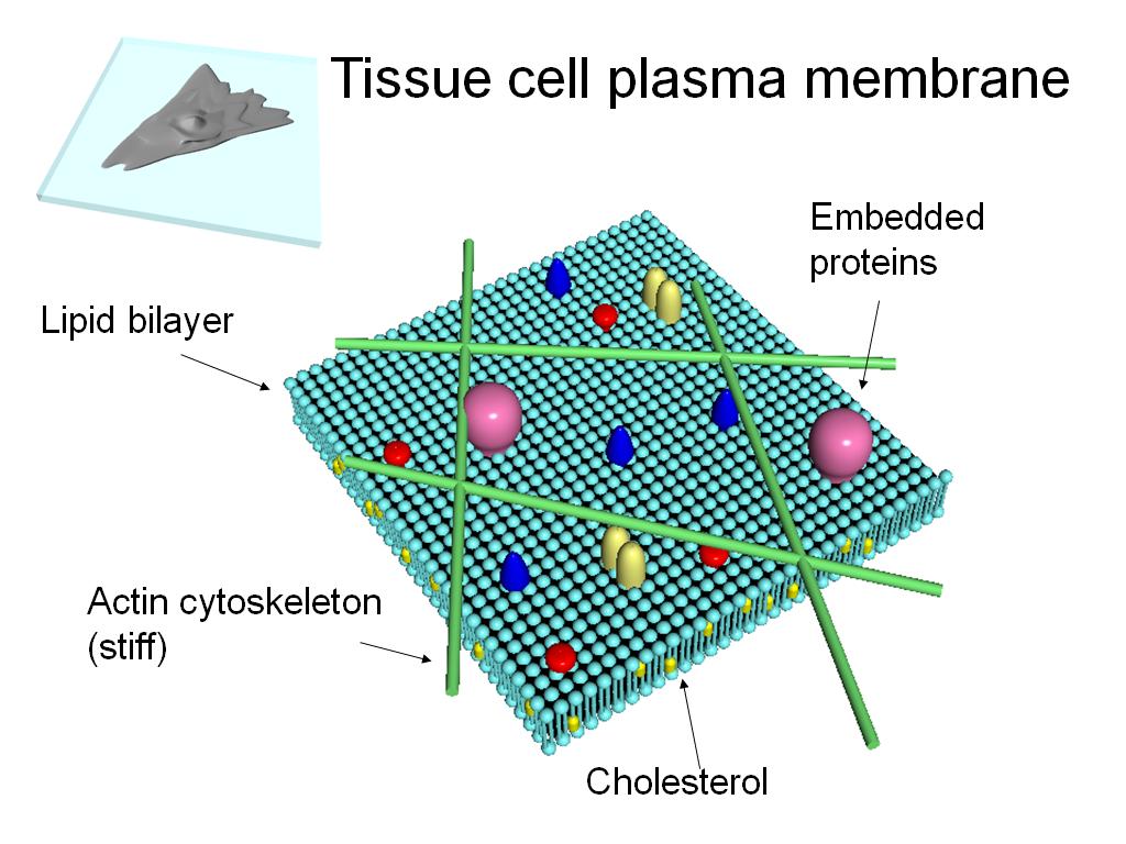 Tissue cell plasma membrane