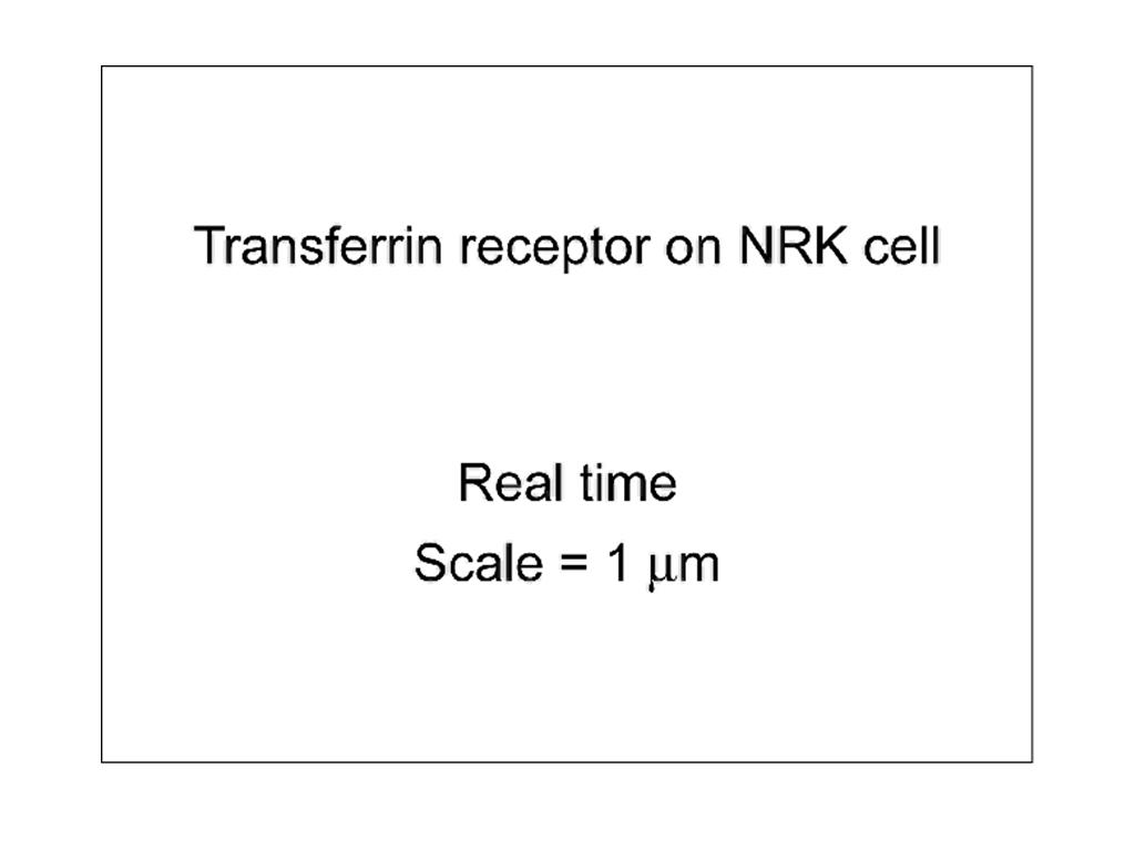 Transferrin receptor on NRK cell