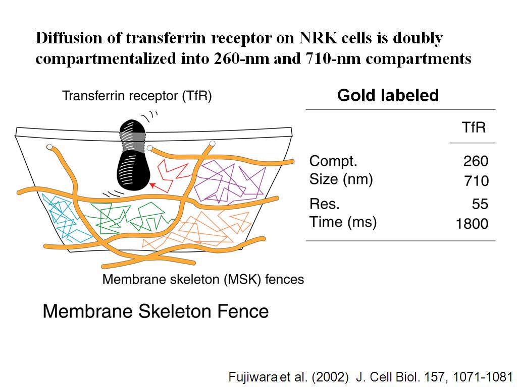 Membrane Skeleton Fence