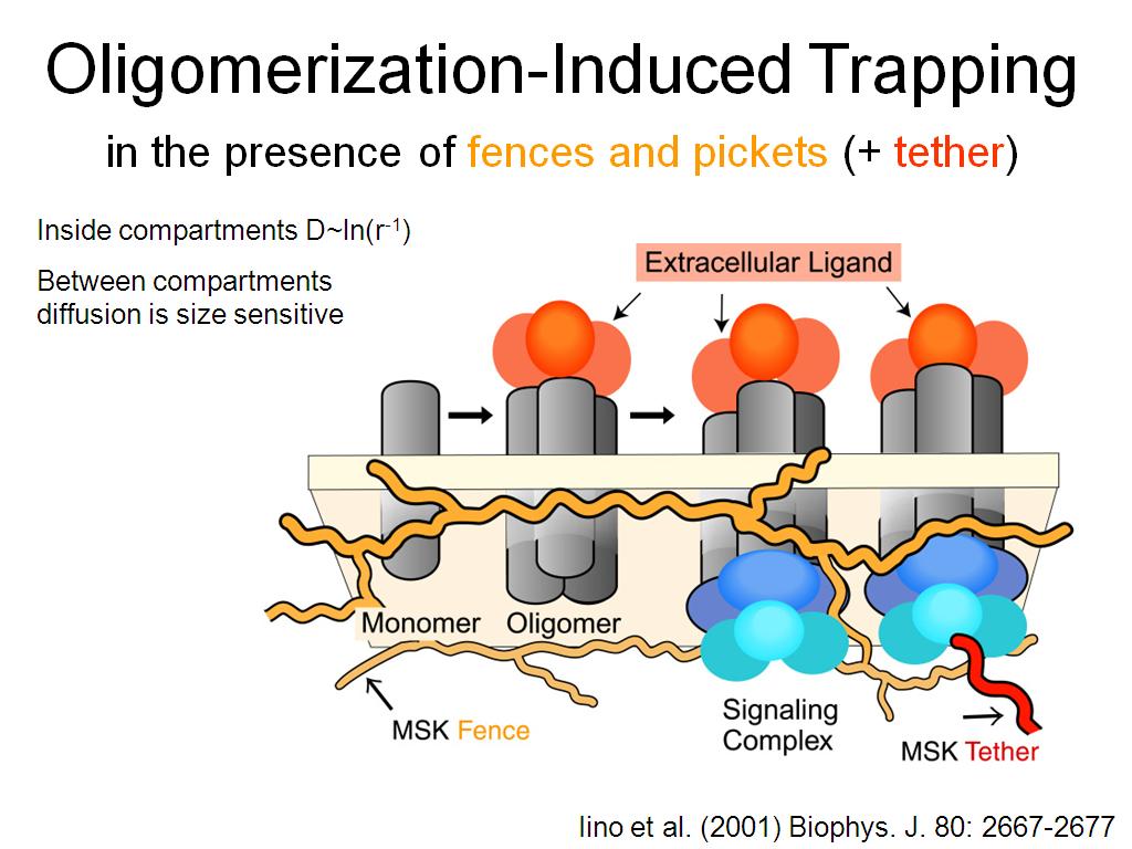 Oligomerization-Induced Trapping
