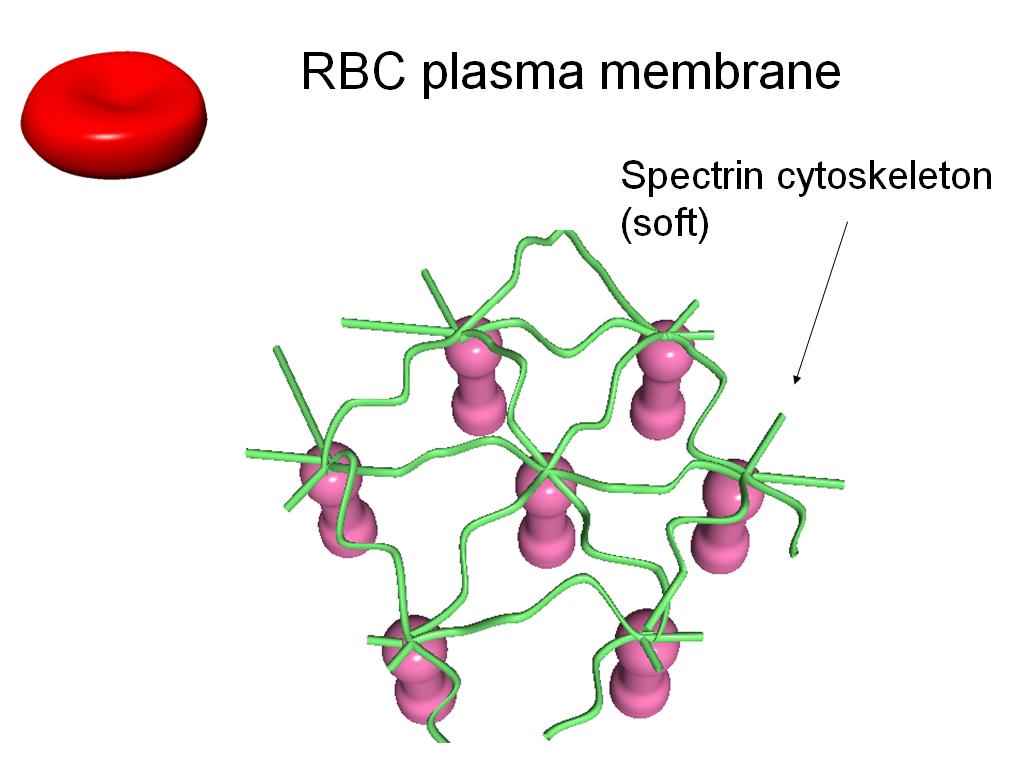 RBC plasma membrane