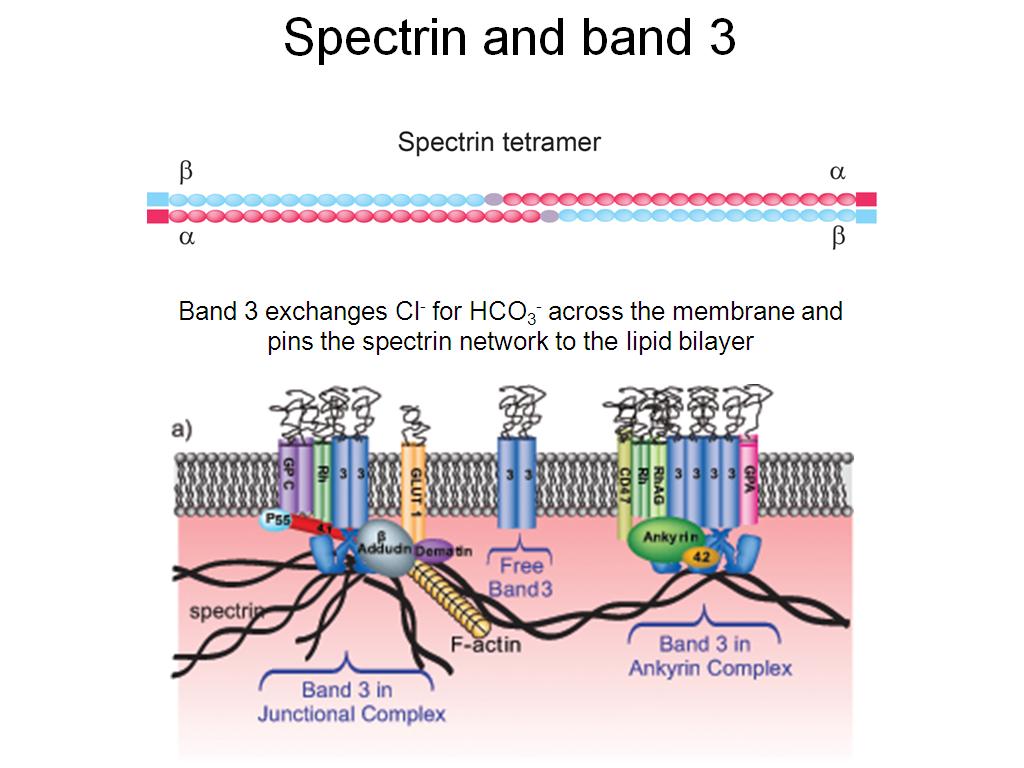 Spectrin and band 3