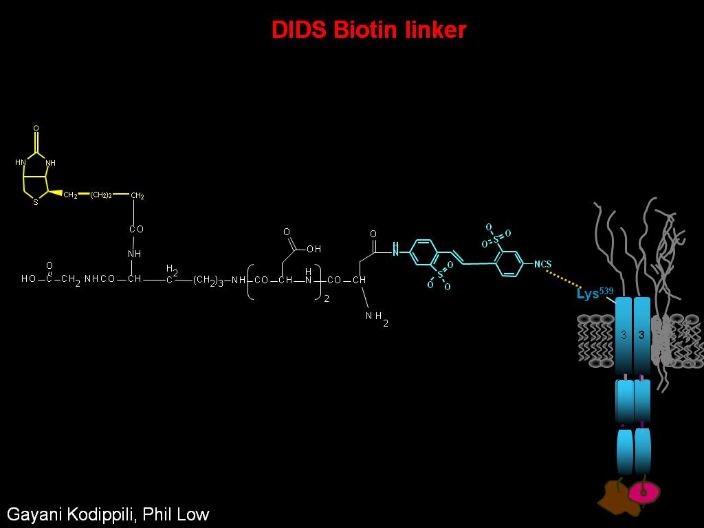 DIDS Biotin linker