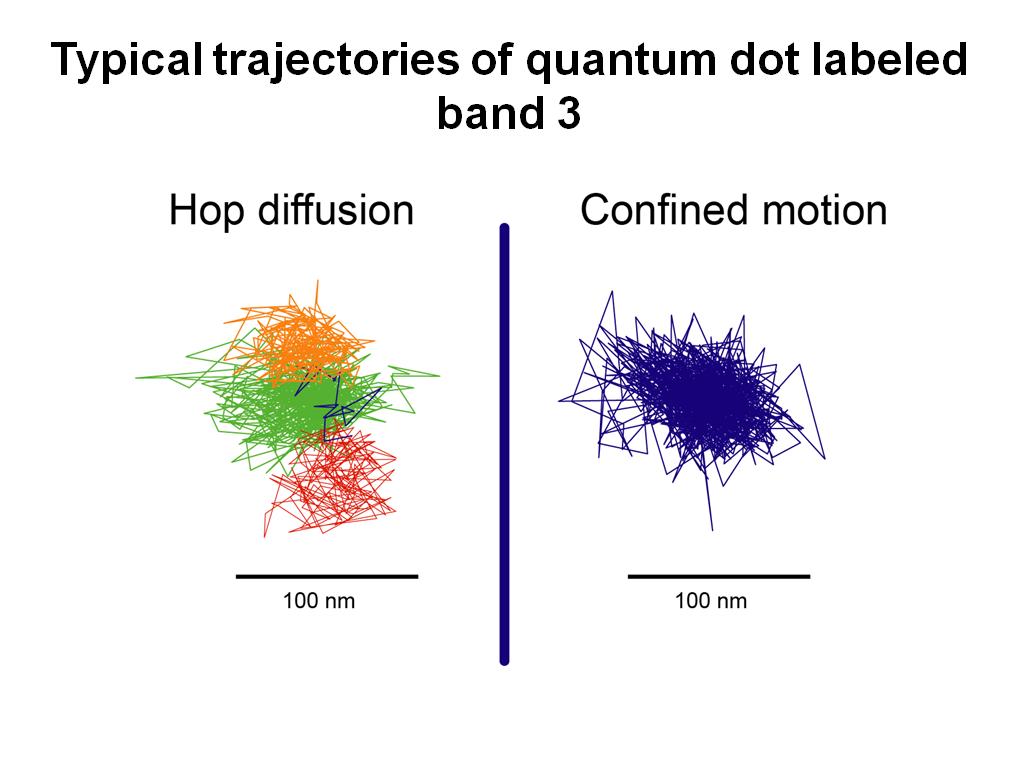 Typical trajectories of quantum dot labeled band 3