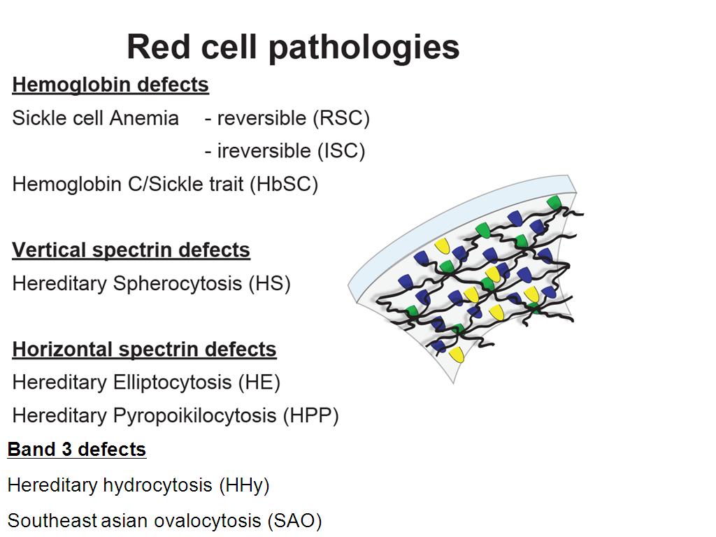 Red cell pathologies