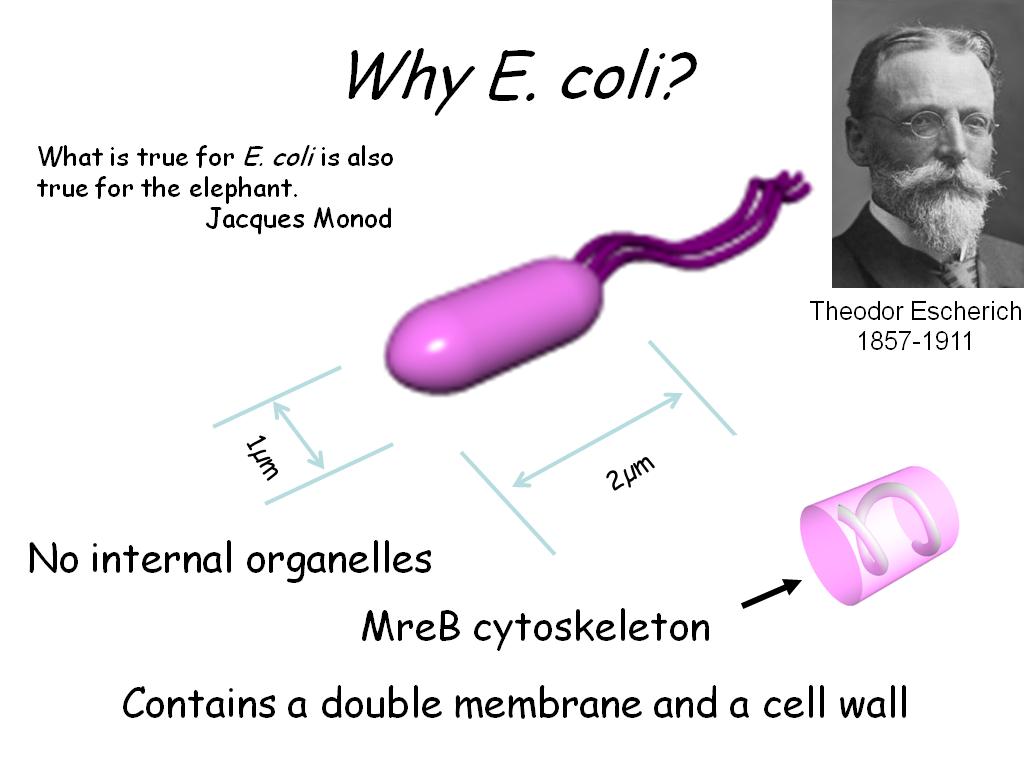 Why E. coli?