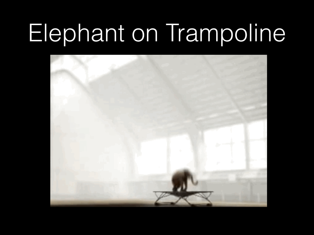 Elephant on Trampoline
