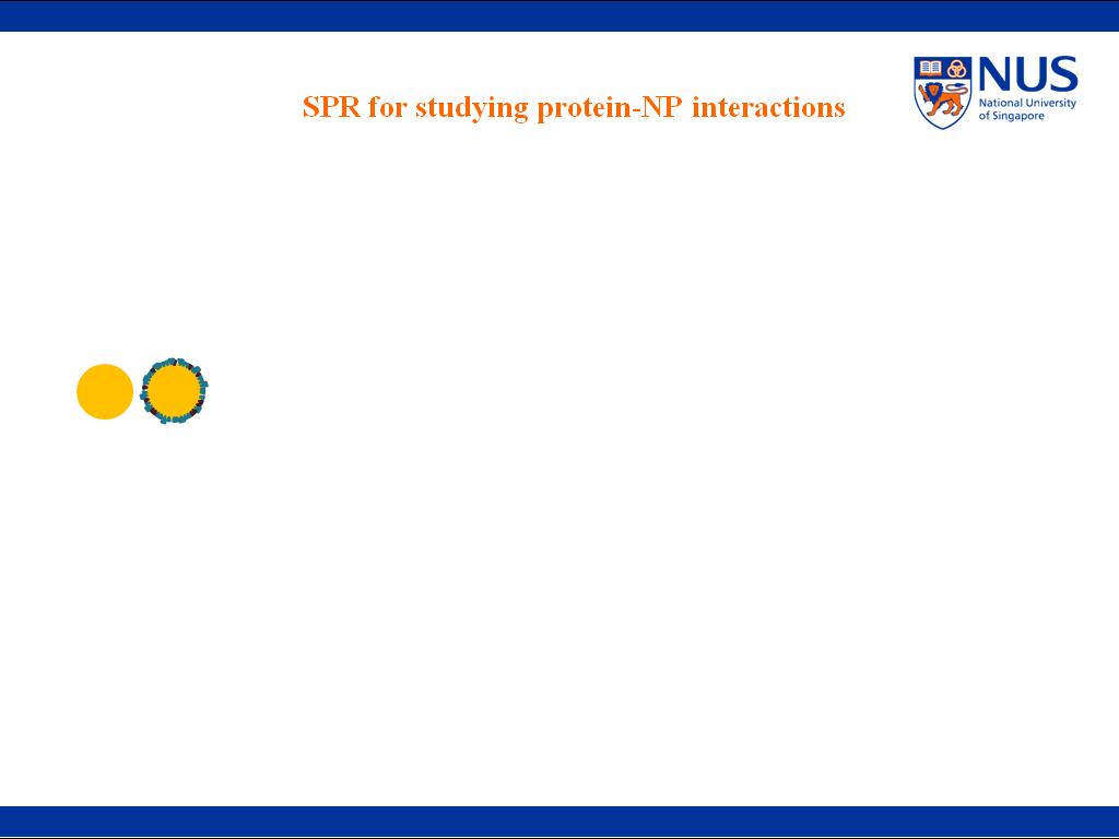 SPR for studying protein-NP interactions