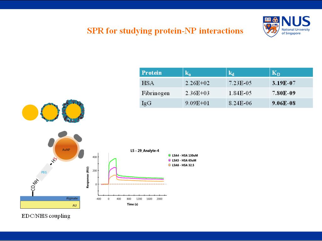 SPR for studying protein-NP interactions