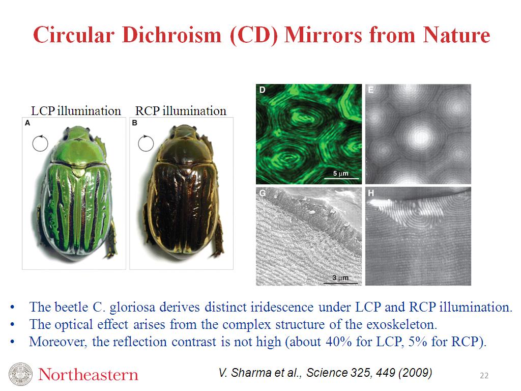 Circular Dichroism (CD) Mirrors from Nature