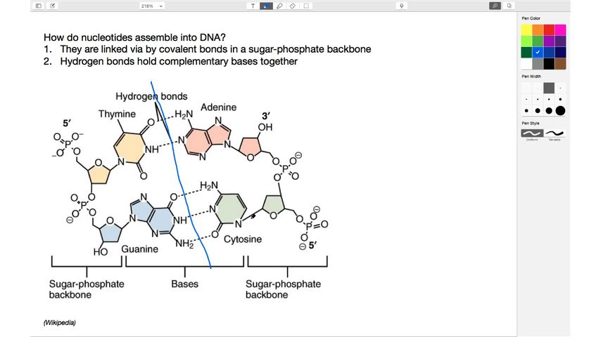 How do nucleotides assemble into DNA?