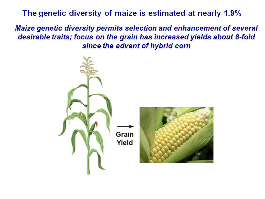 The genetic diversity of maize is estimated at nearly 1.9%