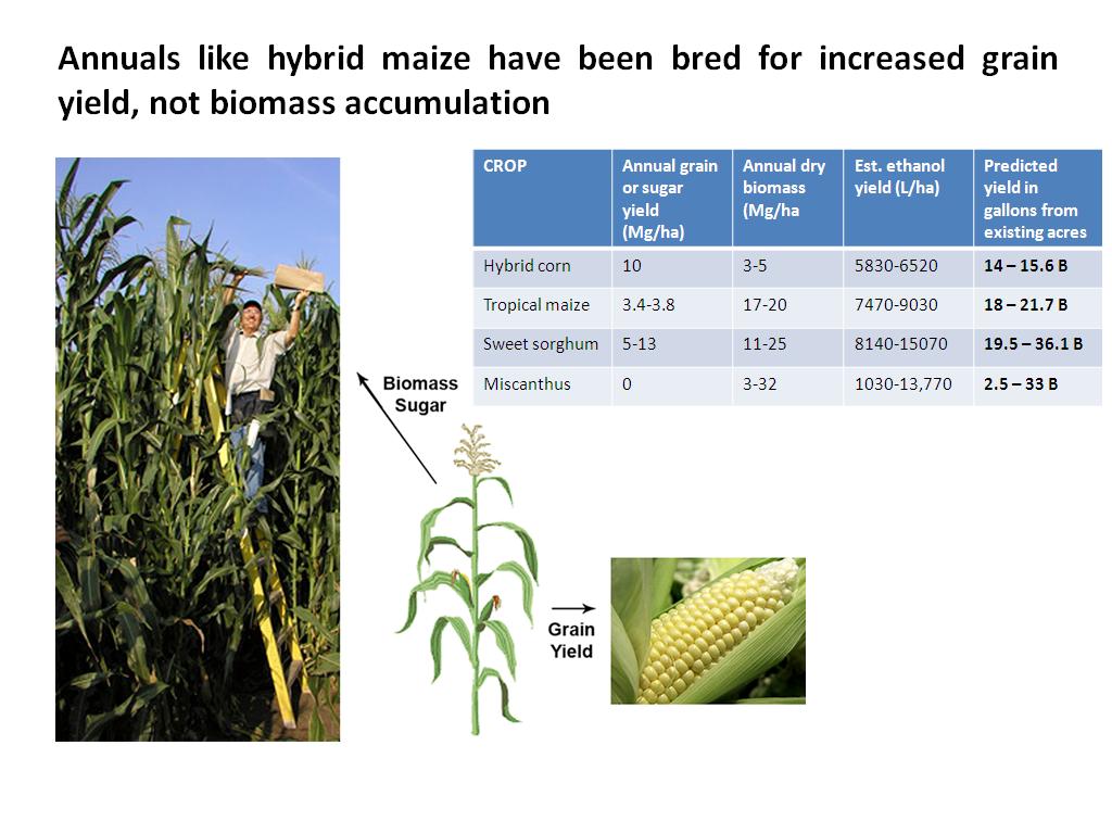 Annuals like hybrid maize have been bred for increased grain yield