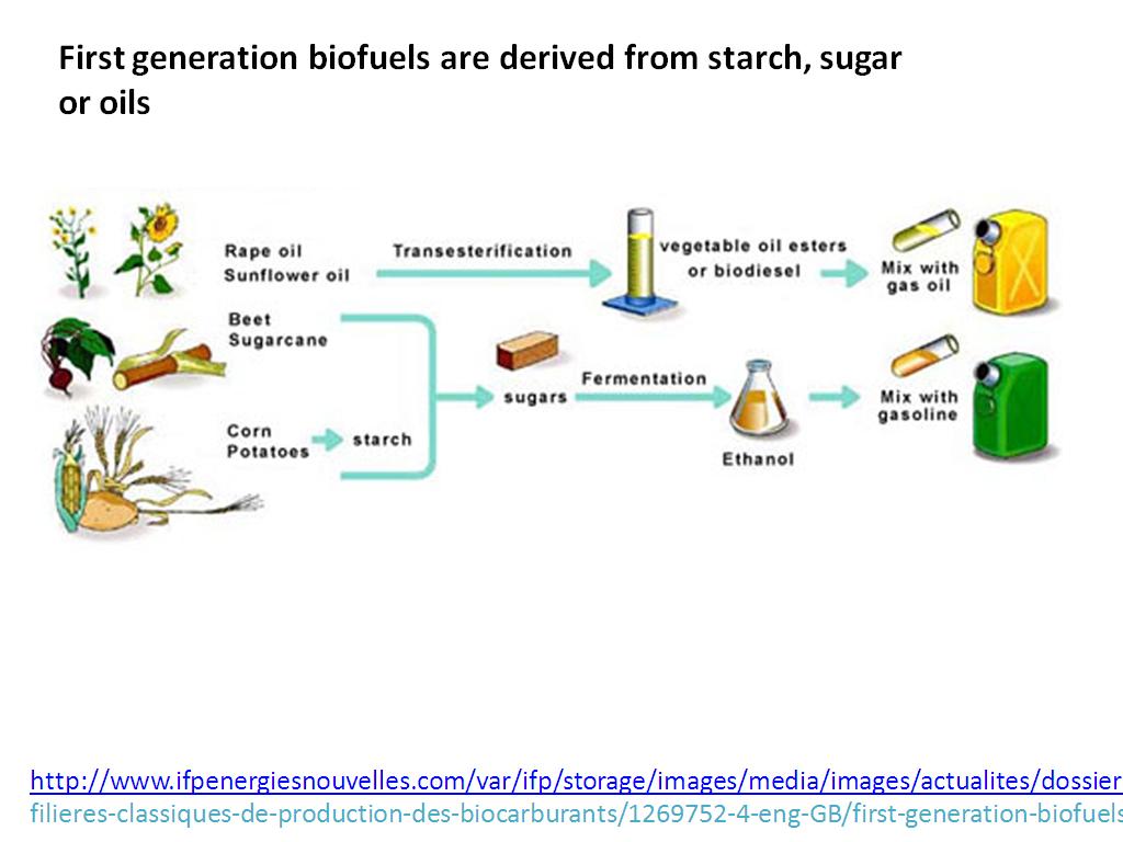 First generation biofuels are derived from starch, sugar or oils