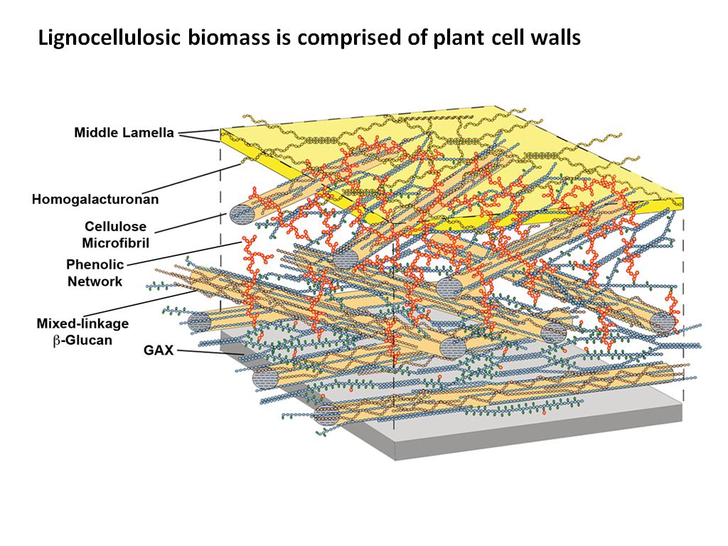 Lignocellulosic biomass is comprised of plant cell walls