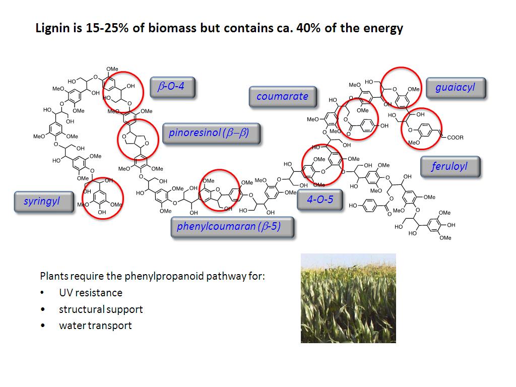 Lignin is 15-25% of biomass but contains ca. 40% of the energy