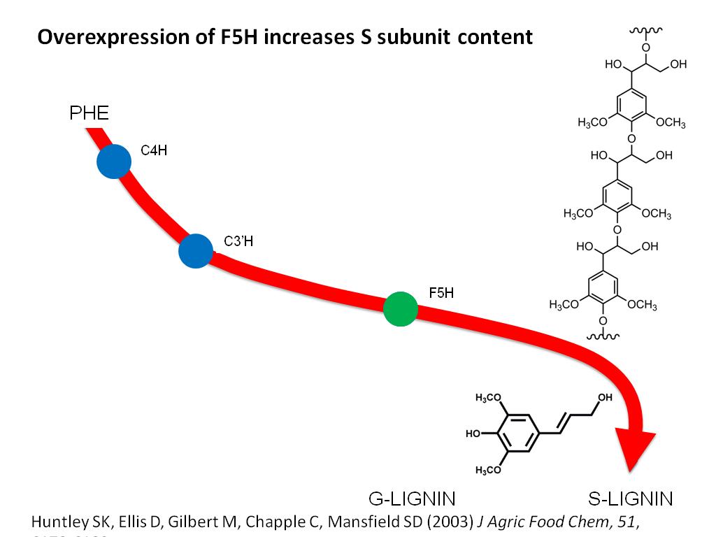 Overexpression of F5H increases S subunit content