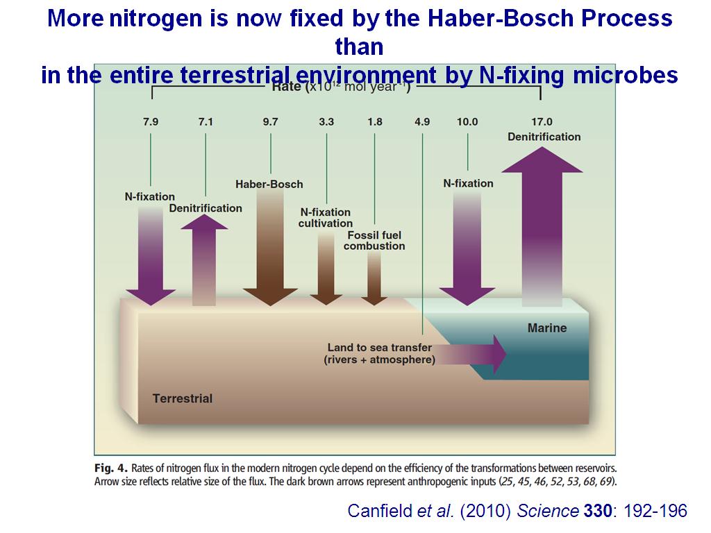 More nitrogen is now fixed by the Haber-Bosch Process