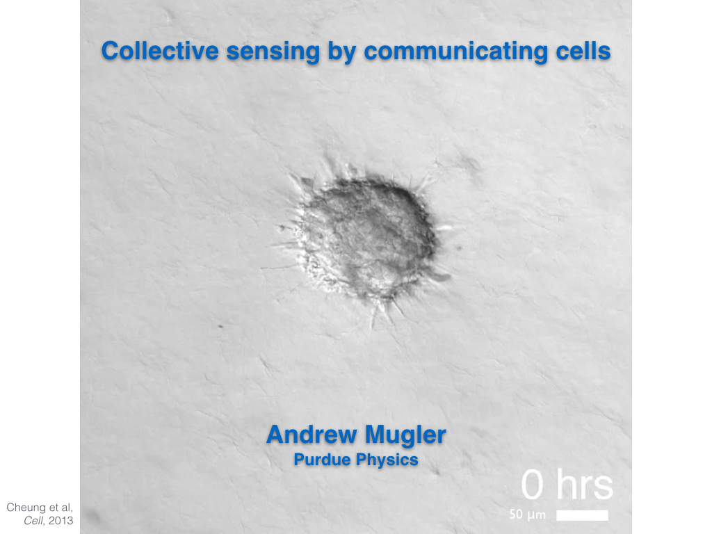 Collective sensing by communicating cells