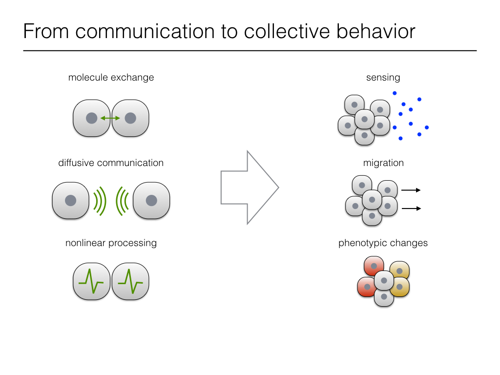 From communication to collective behavior
