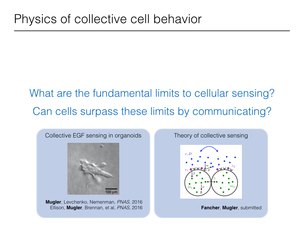 Physics of collective cell behavior