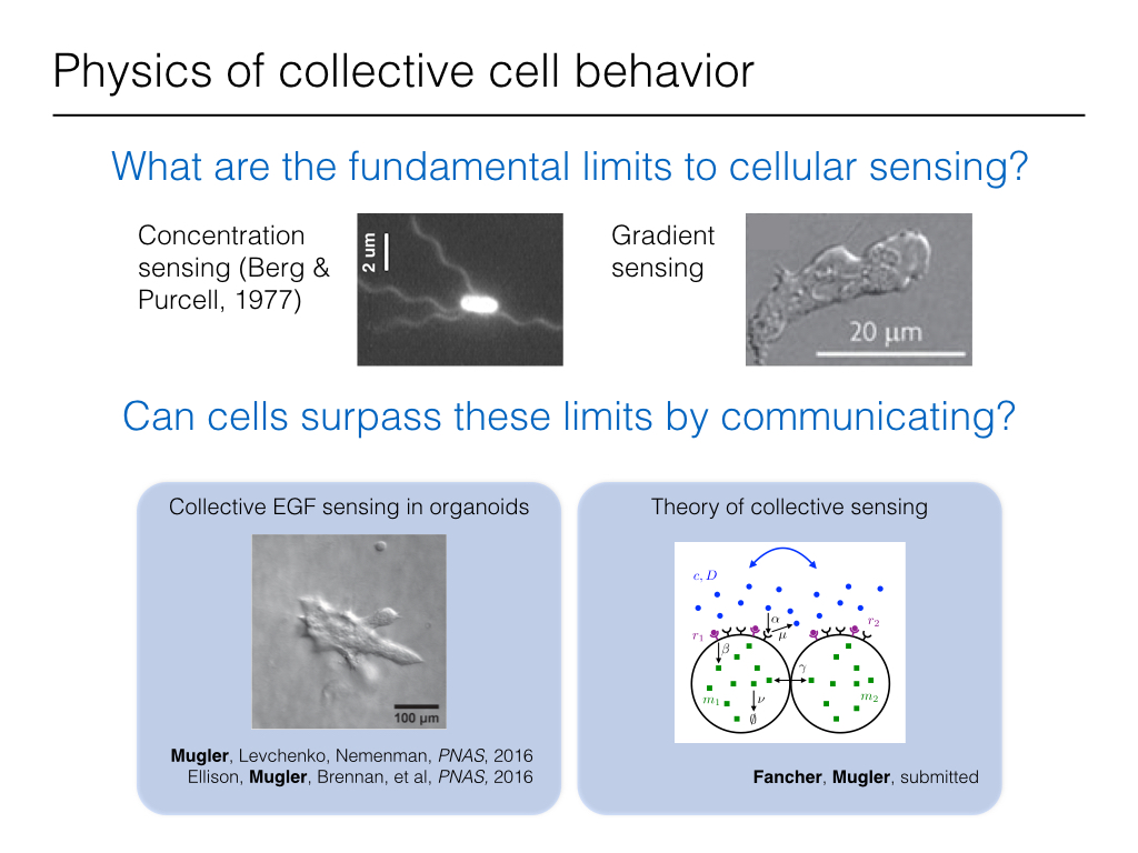 Physics of collective cell behavior