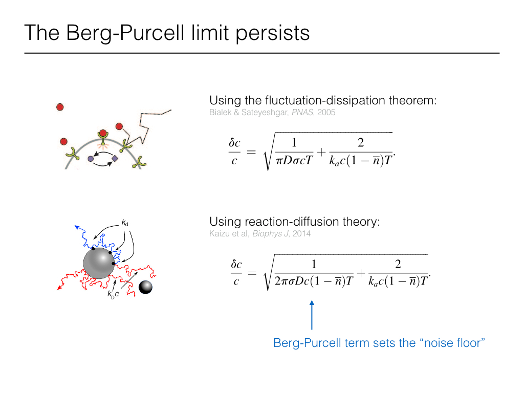 The Berg-Purcell limit persists