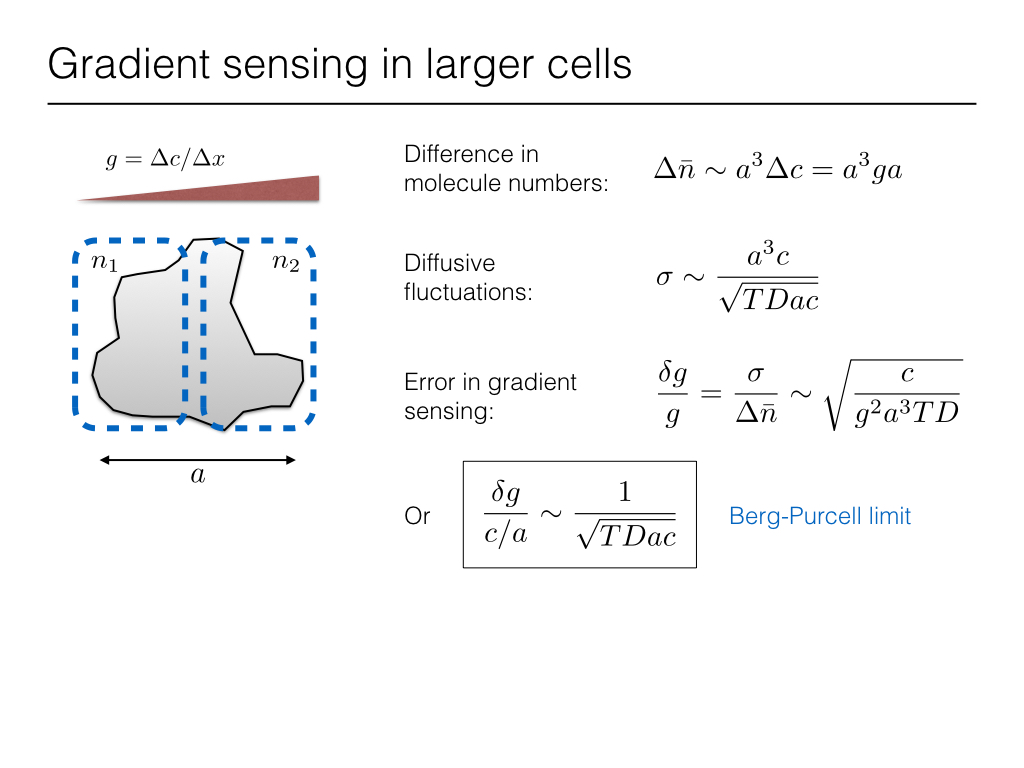 Gradient sensing in larger cells