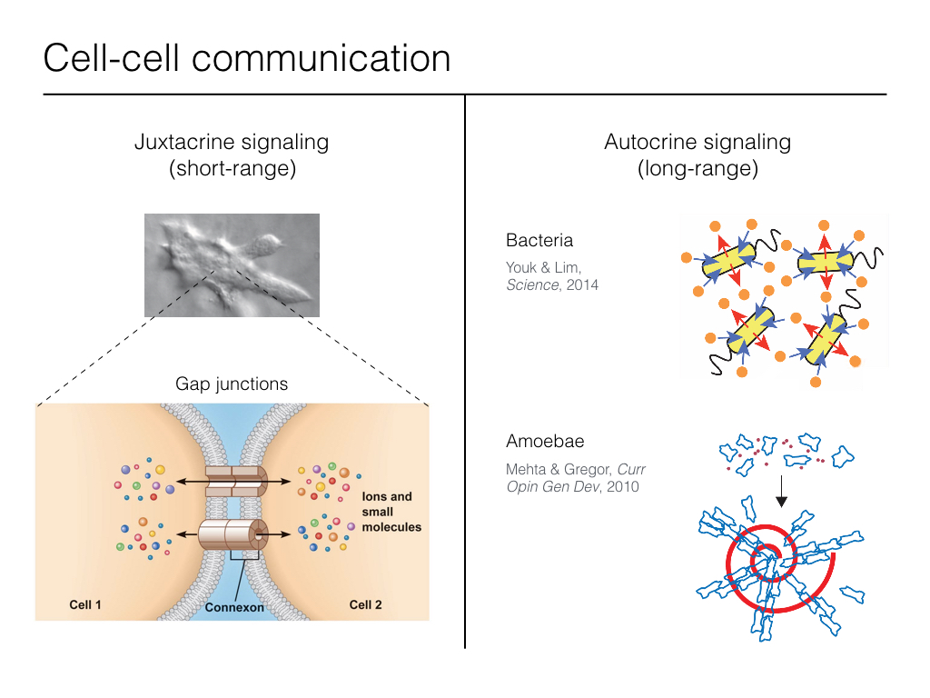 Cell-cell communication