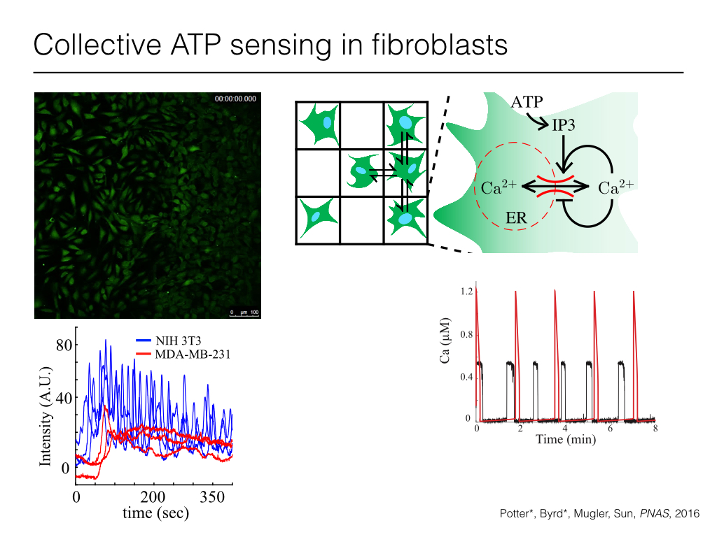Collective ATP sensing in fibroblasts
