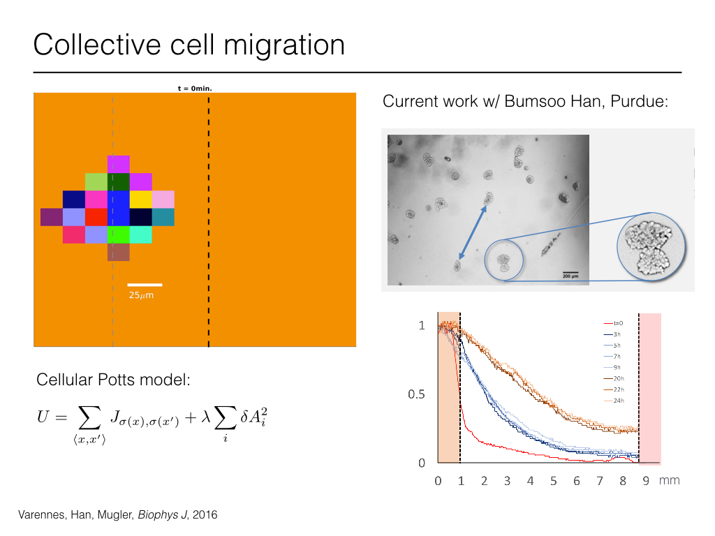 Collective cell migration