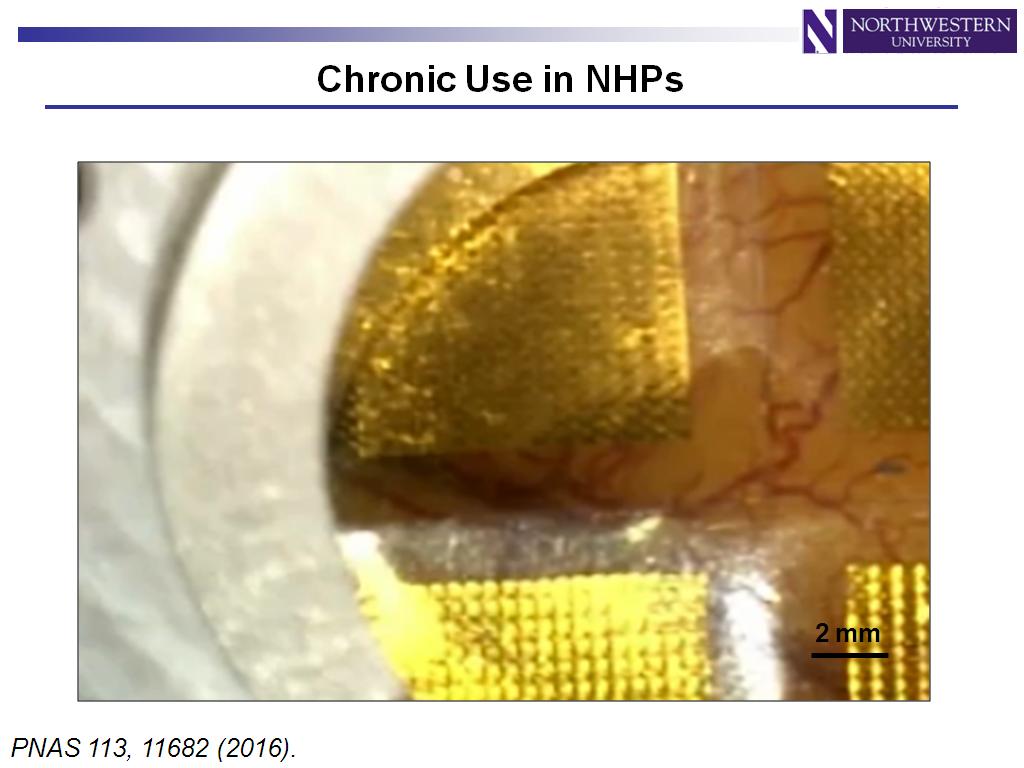 Chronic Use in NHPs