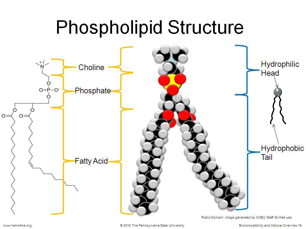 download phospholipid structure for free