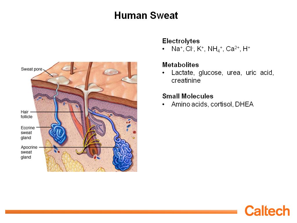 Human Sweat