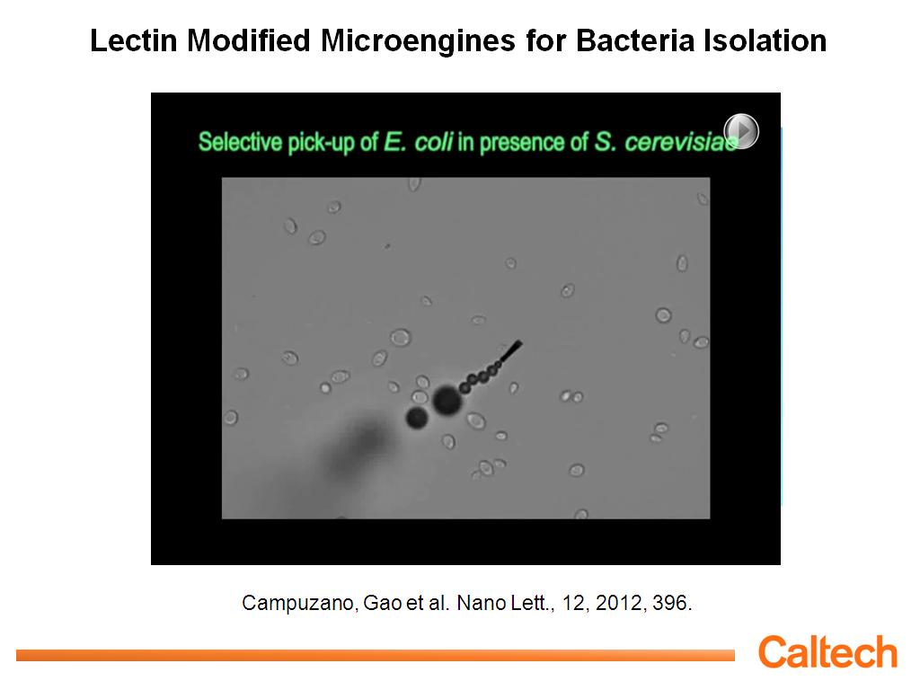 Lectin Modified Microengines for Bacteria Isolation