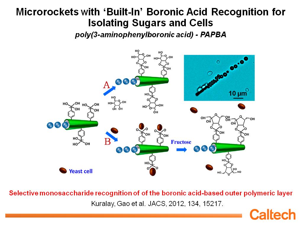 Microrockets with 'Built-In' Boronic Acid Recognition for Isolating Sugars and Cells