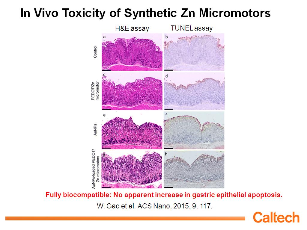 In Vivo Toxicity of Synthetic Zn Micromotors