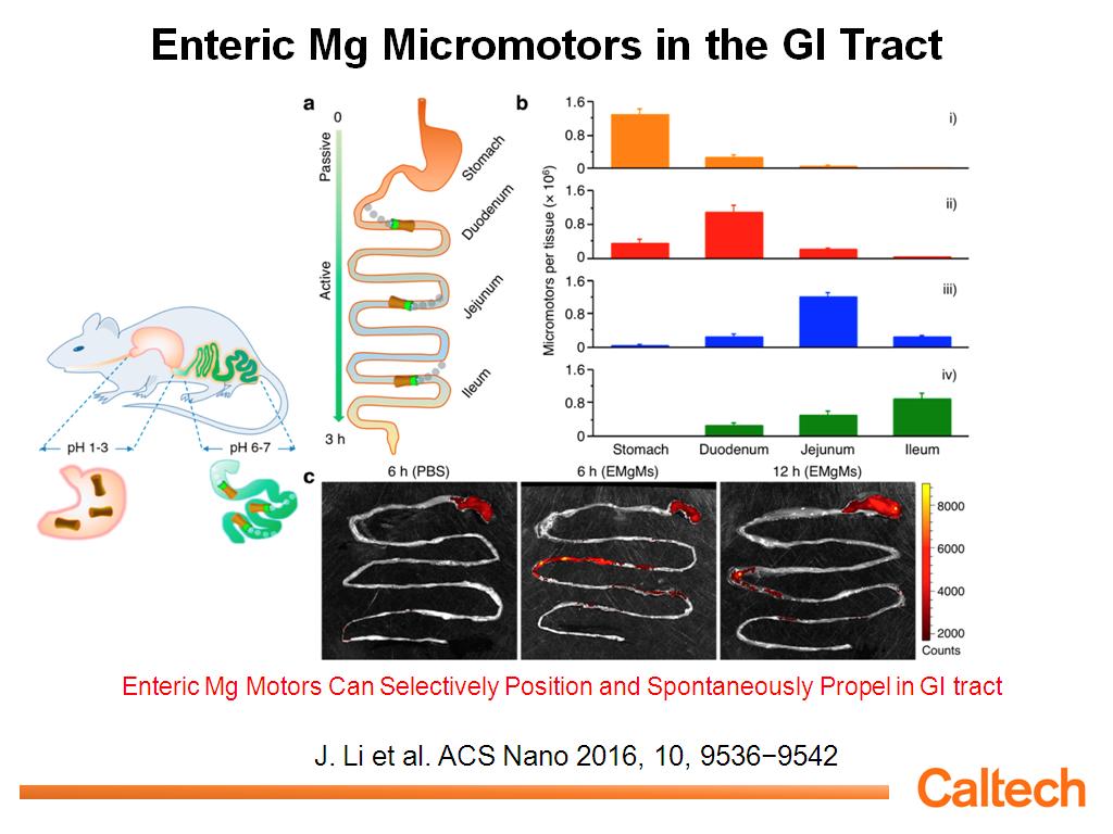 Enteric Mg Micromotors in the GI Tract