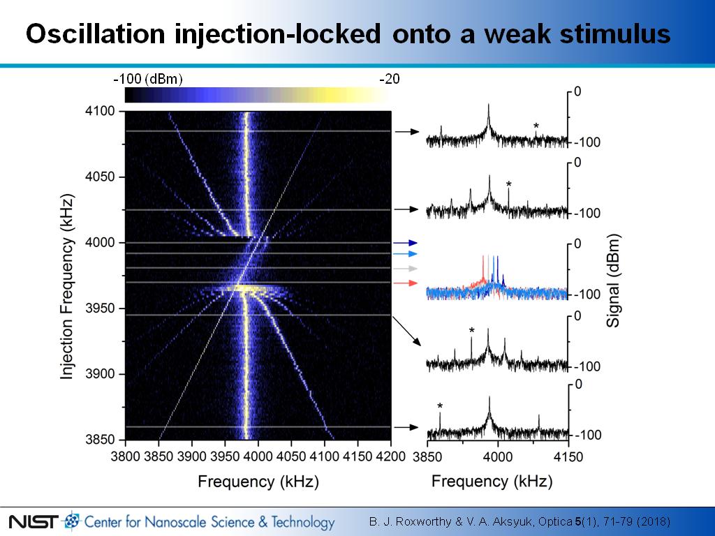 Oscillation injection-locked onto a weak stimulus