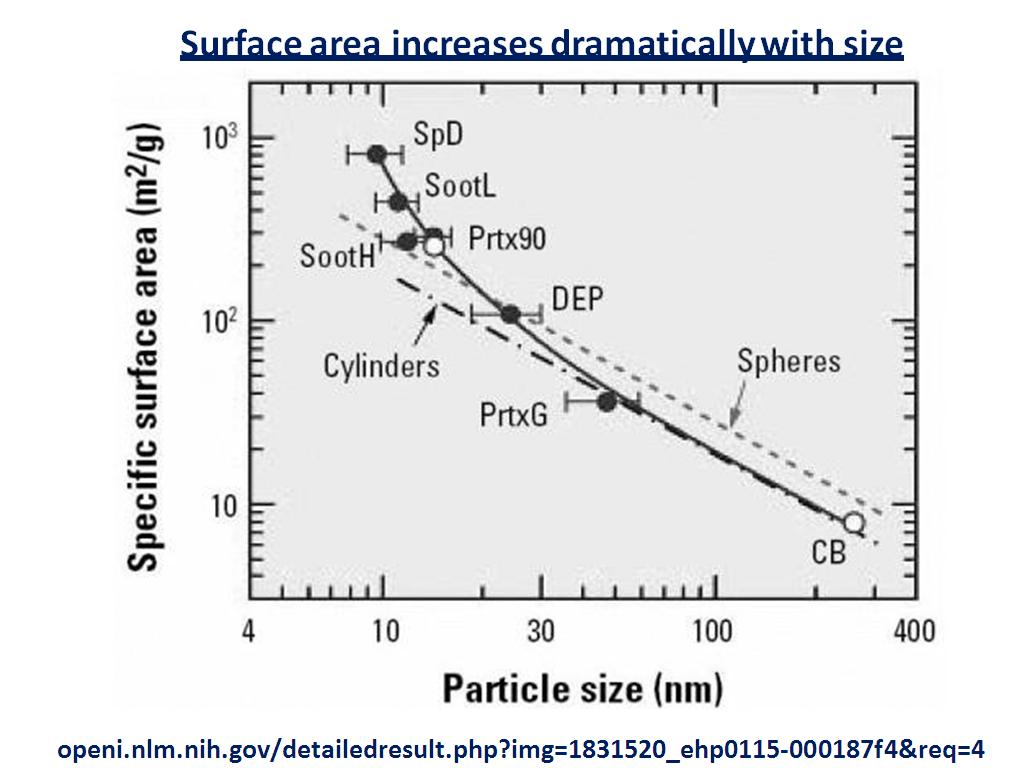 Surface area increases dramatically with size