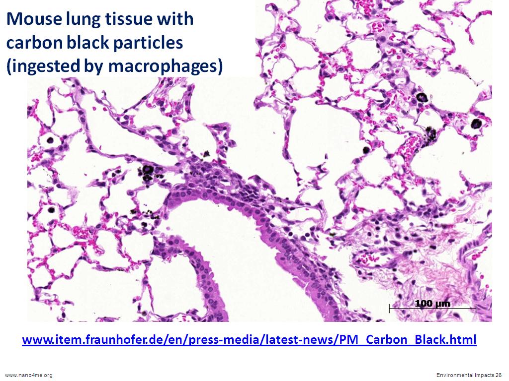 Mouse lung tissue with carbon black particles
