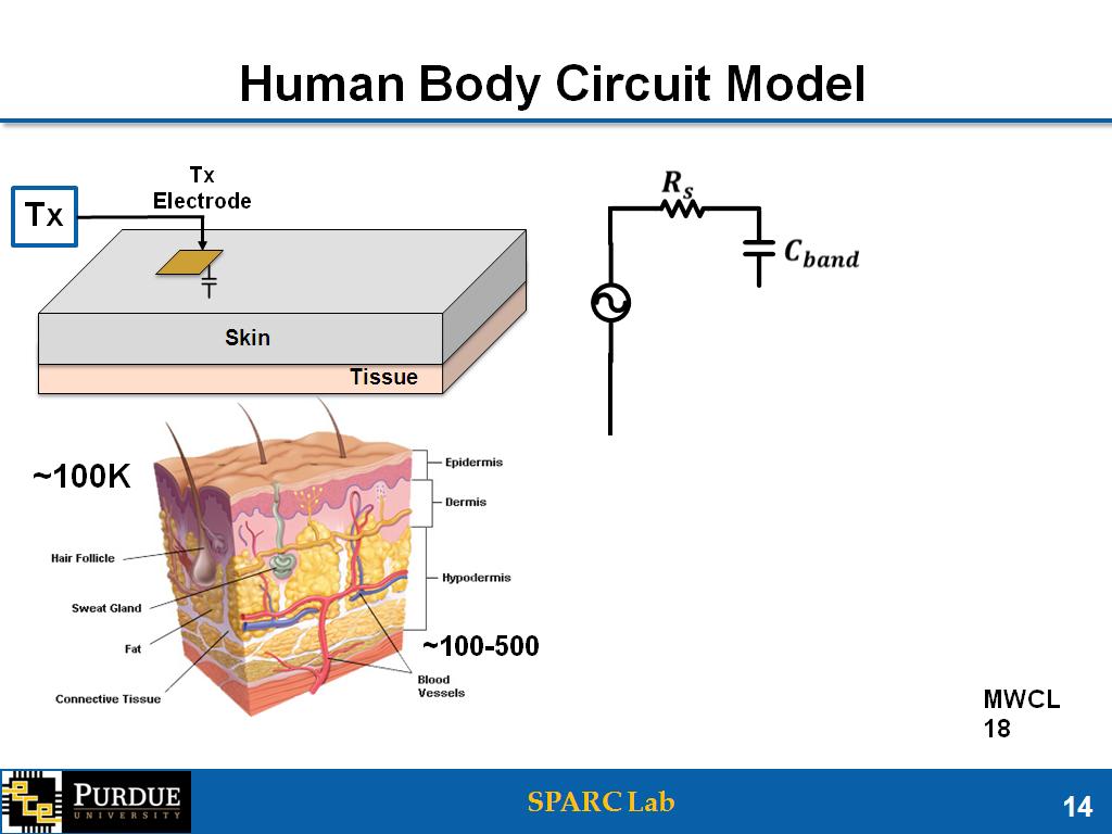Human Body Circuit Model