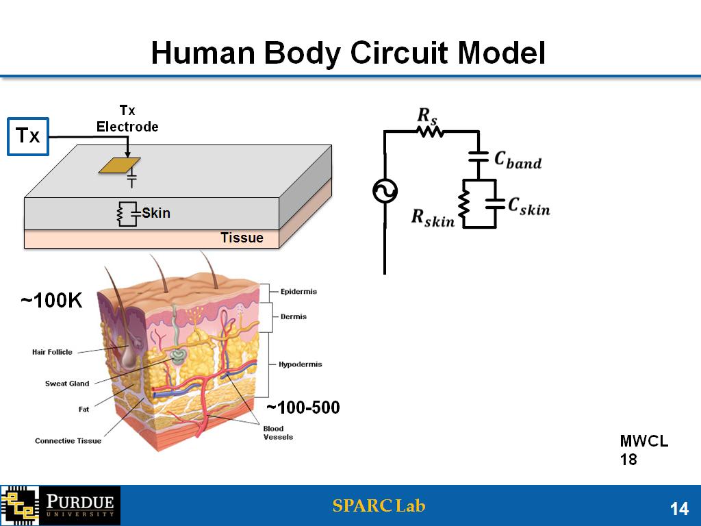 Human Body Circuit Model