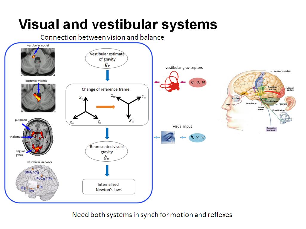 Visual and vestibular systems