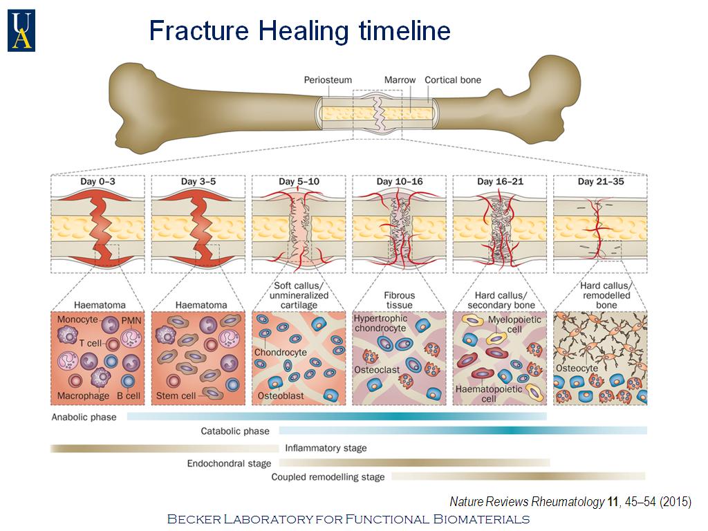 Fracture Healing timeline