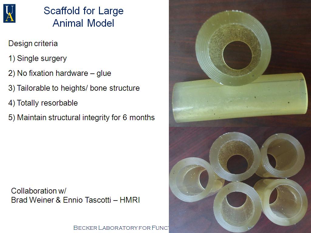 Scaffold for Large Animal Model