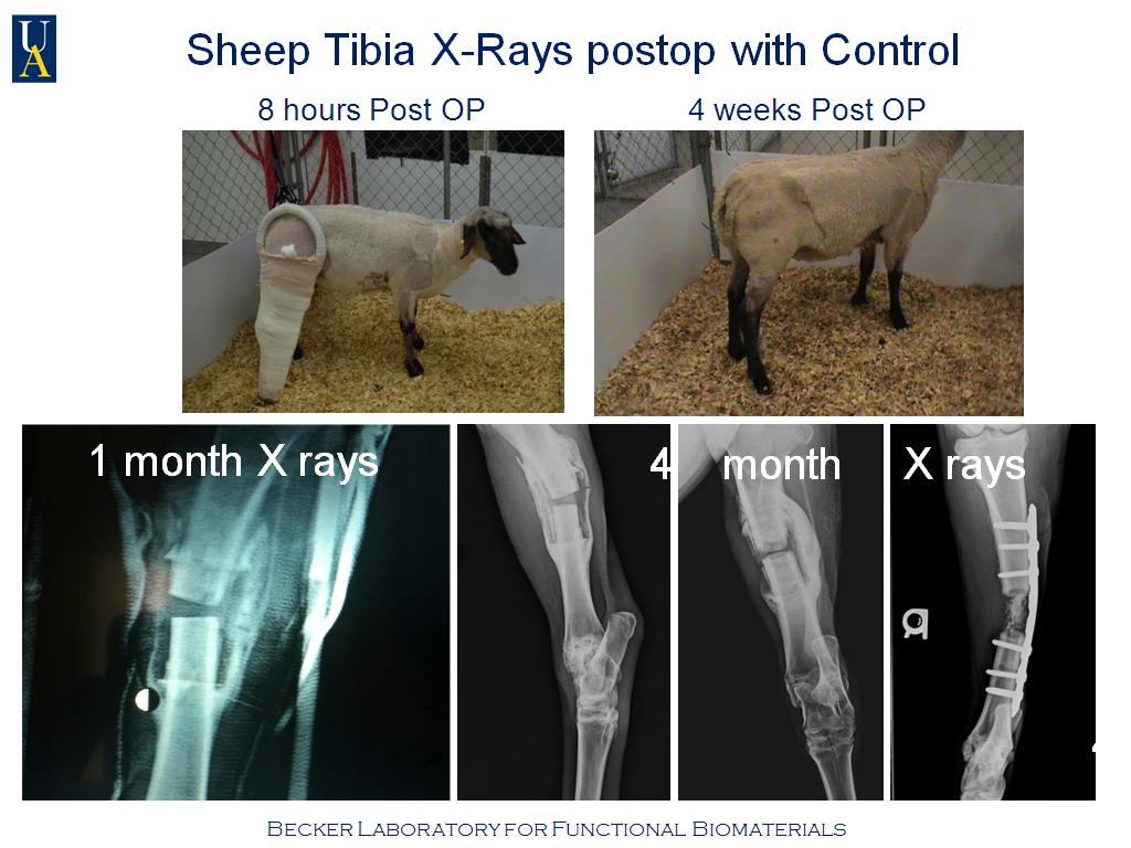 Sheep Tibia X-Rays postop with Control