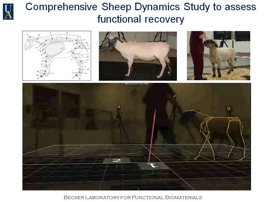Comprehensive Sheep Dynamics Study to assess functional recovery