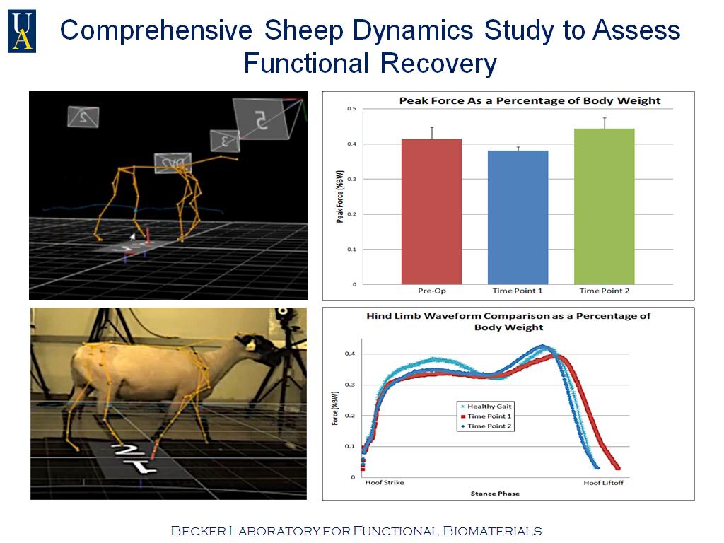 Comprehensive Sheep Dynamics Study to Assess Functional Recovery