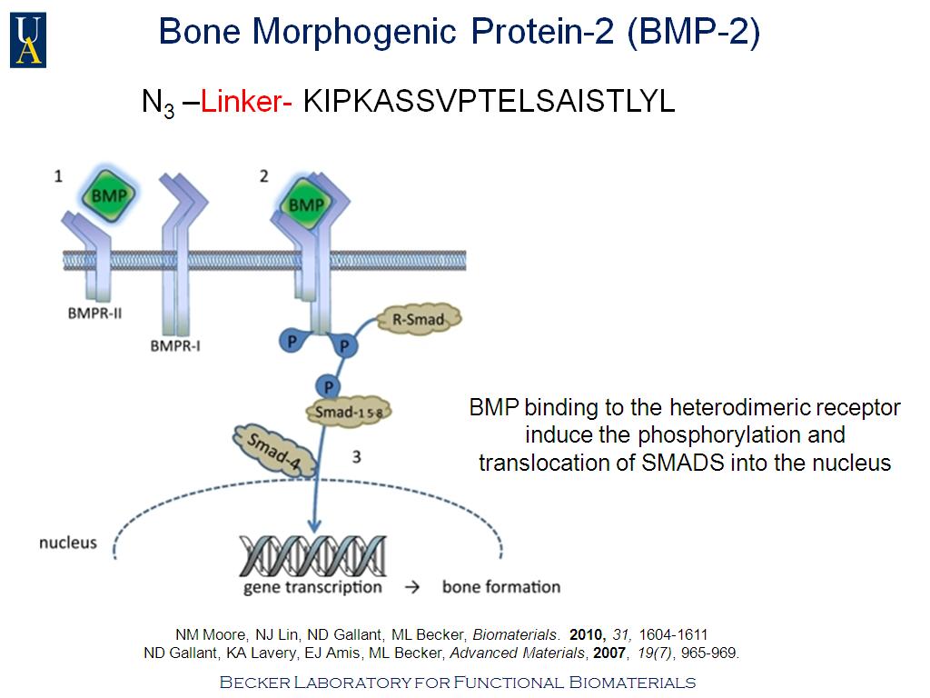 Bone Morphogenic Protein-2 (BMP-2)